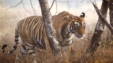 Big Cat Population Up By 690 The Hindu