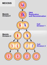 Maybe you would like to learn more about one of these? Difference between Mitosis and Meiosis | Mitosis vs Meiosis