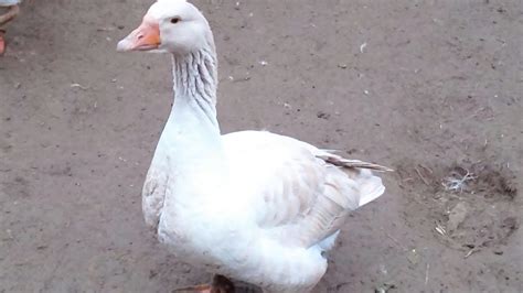 But you got to love them anyways, quirks and all. Pet geese - YouTube