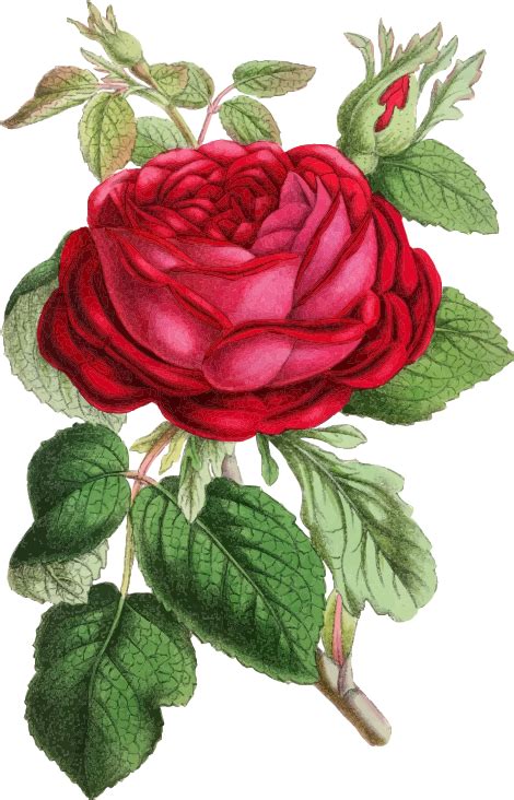 Vintage Rose Illustration Openclipart