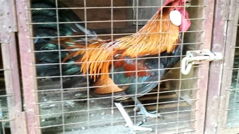 Beli aneka produk ayam hutan online terlengkap dengan mudah, cepat & aman di tokopedia. Ayam untuk dijual 0196089650 muar johor( p andak) - YouTube