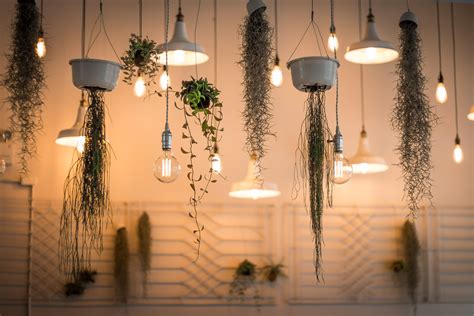 Free Images Architecture Hanging Lighting Plants Illuminated