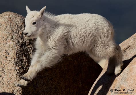 Clarkvision Photograph Baby Mountain Goat Jumping 1151