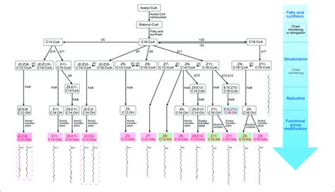 biosynthetic pathways of sex pheromones in several lepidopteran download scientific diagram