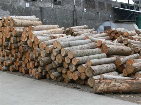 Kayu olahan dan mebel dari kayu: KAYU SENGON ALBASIA: PROFIL