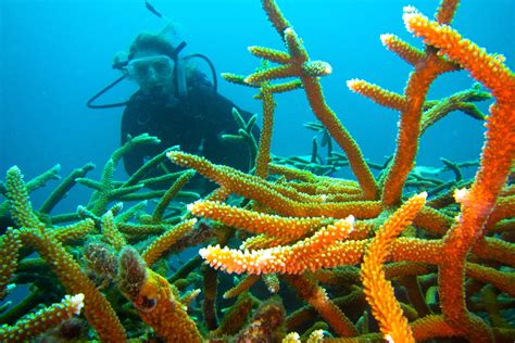 Dates And Costs Volunteer In Cuba Coral Reef Volunteering Working