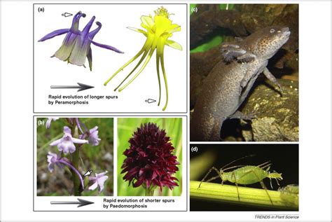 While the basic diversity of plant cell types is low compared to animals, these cells are strikingly different. A plant developmentalist's guide to paedomorphosis ...