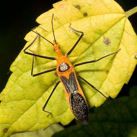 milkweed assassin bug zelus longipes bugguide