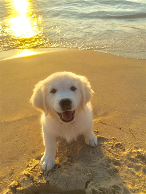 Cute Golden Retriever Puppy On The Beach At Sunset🐶💗 Goldenretriever