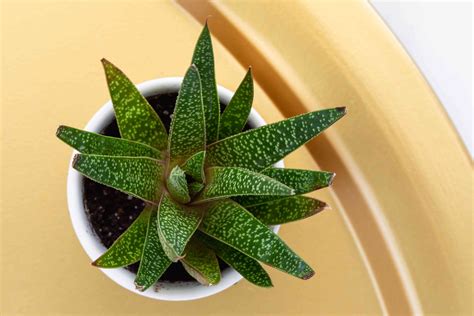 It is best to backfill in the hole once your plant water right after planting to settle the soil and start the plant growing early. Guide to Caring a Gasteria Plant