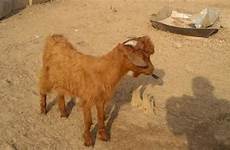 ionigeria goat edo caught state man sex having local