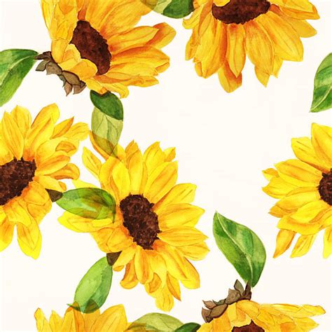 Sunflower Watercolor Illustrations Royalty Free Vector Graphics And Clip