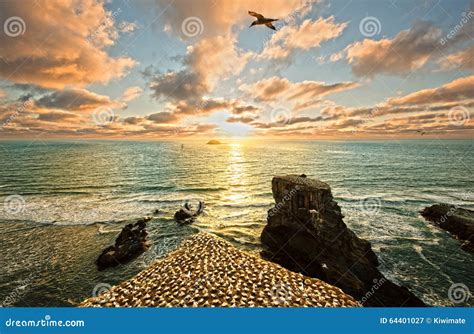 Sunset Over Muriwai Beach And Gannet Colony Stock Image Image Of