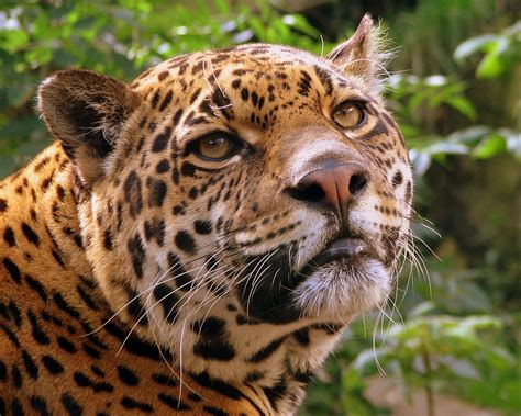 Fichierjaguar At Edinburgh Zoo — Wikipédia