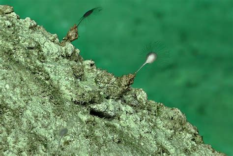 Marine Biologists Discover Three New Species Of Carnivorous Sponges
