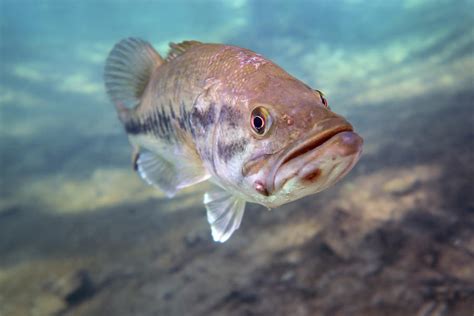 A Largemouth Bass Faces Swimming Photograph By Michael Wood Fine Art America
