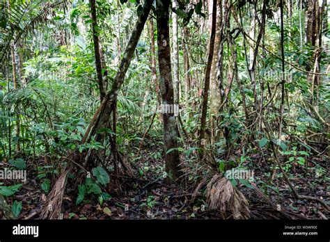 Dense Vegetation And Ground Cover Define The Equatorial Jungle On The