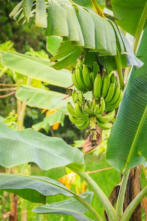 Organic Young Green Banana Fruits On Tree With Sunshine In The S Stock