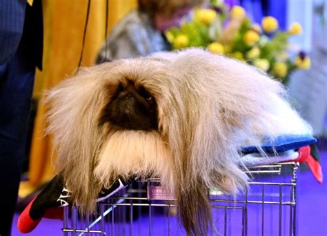 Best In Show At 2023 Westminster Dog Show Is Purewow