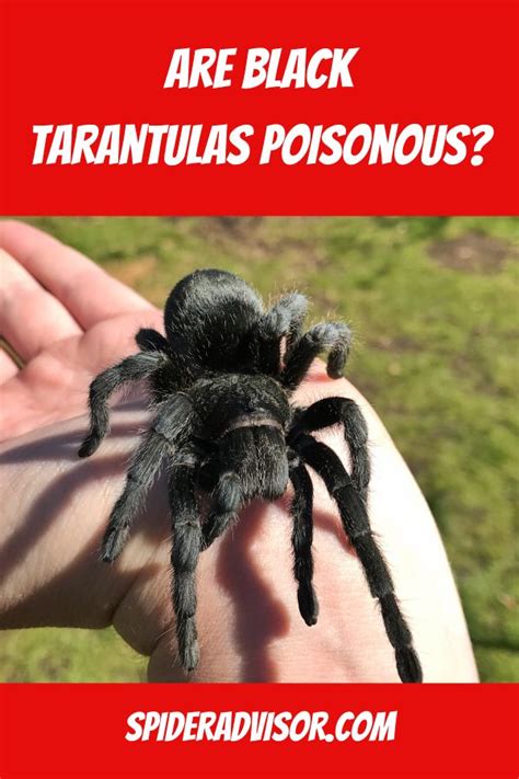 Are Black Tarantulas Poisonous Spider Advisor