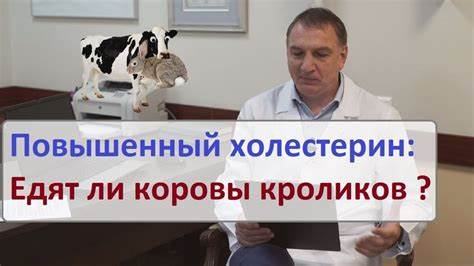 Повышенный холестерин диета рецепты Повышенный холестерин: едят ли коровы кроликов? *Мифы о холестерине Повышенный холестерин: едят ли коровы кроликов? *Мифы о холестерине Повышенный холестерин диета рецепты