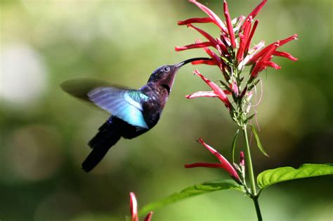 Flowers and honey bees have evolved to need each other to survive. Hummingbirds and plants: an evolutionary love affair ...