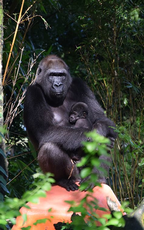 Wildlife Wednesday Welcome A New Western Lowland Gorilla