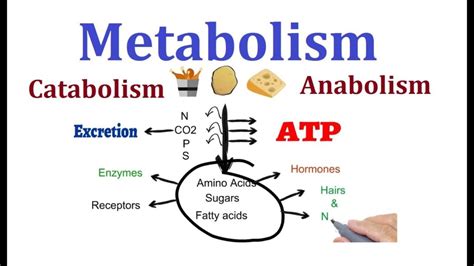 Comparison of aerobic and anaerobic respiration. Difference Between Anabolism And Catabolism | Core Differences