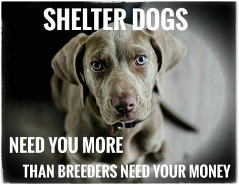 Shelter Dogs Need You And So Do New Hope Rescues