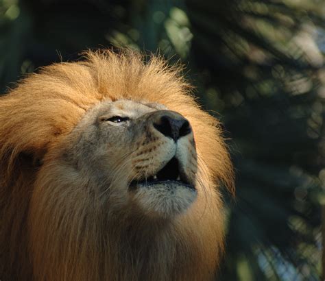 African Lion Roaring A Photo On Flickriver