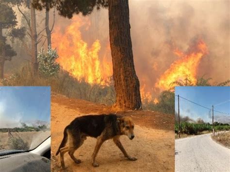 Η φωτιά καίει σε δασική έκταση αλλά με χαμηλή βλάστηση στην περιοχή ρουμουντί, του δήμου λαυρεωτικής, ενώ είναι κοντά σε διάσπαρτες κατοικίες. Κινδυνευουν κατοικιδια, αδεσποτα και ζωα της αγριας ...