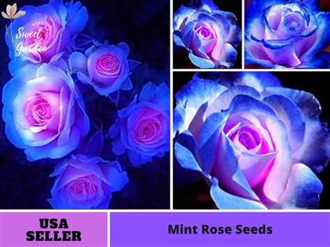 32 Rare Seed Blues Blue Rose Seeds Perennial Authentic Etsy