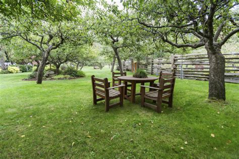The 'ballerina' slimline apple trees are a great choice for backyards, as they take up less space and need no pruning. 24 Delicious Backyard Fruit Tree Ideas