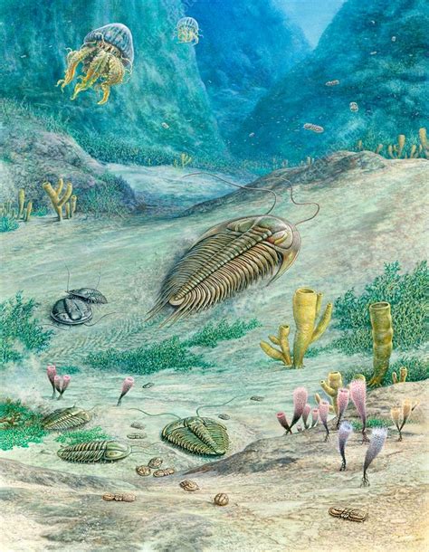 Cambrian Marine Organisms Illustration Stock Image C0354314