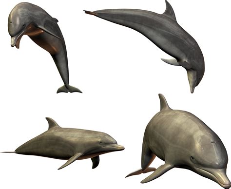 Dolphins Png Image