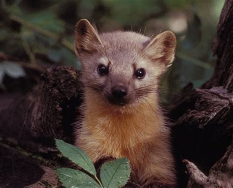 Climate Change Is Having A Big Impact On Small Mammals The National