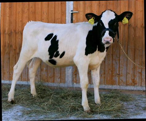 Holstein Holstein Friesian Kalb Kaufen