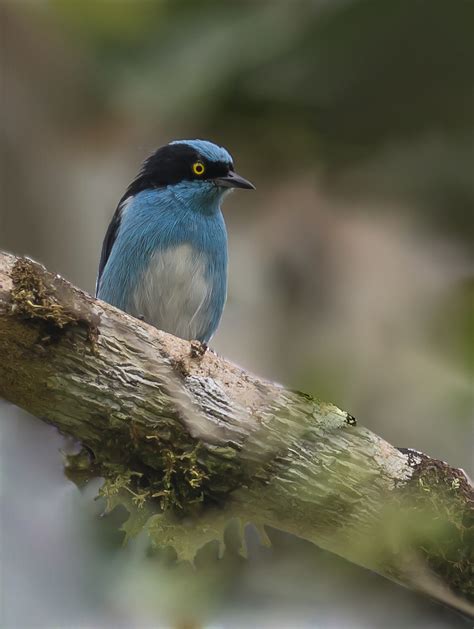 The throat and rest of the. Black faced Dacnis | www.sanjorgeecolodges.com | George ...