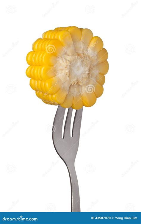 Sweet Corn Held By A Fork Stock Photo Image Of Grain 43587070