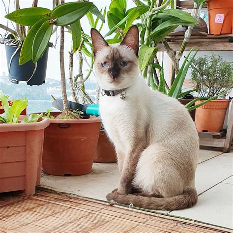 Foto stok gratis tentang jendela kaca kaum wanita. Kucing Anggora Foto Profil Wa Kucing Lucu - Gambar ...