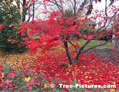 Japanese Maple Tree In Fall Picture
