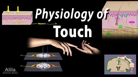 Physiology Of Touch Receptors And Pathways Animation Youtube