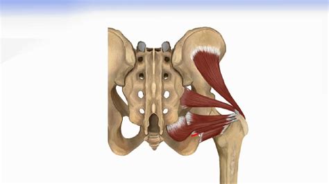 Left hip muscles anatomy : Hip Muscles - Lateral Rotator Group & Gluteus Muscles ...
