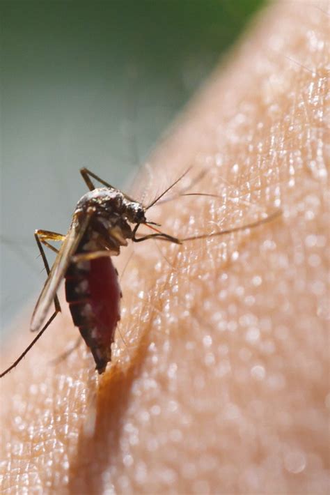 5 Natural Ways To Treat Pesky Mosquito Bites Bug Bite Treatment