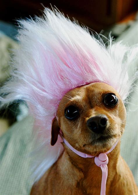 50 Hilarious Dogs In Wigs Dog With Wig Cute Dogs Breeds Cute Dogs