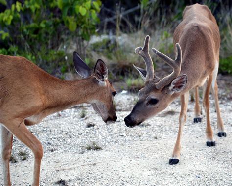 An Alligator And Key Deer Noni Cay Photography
