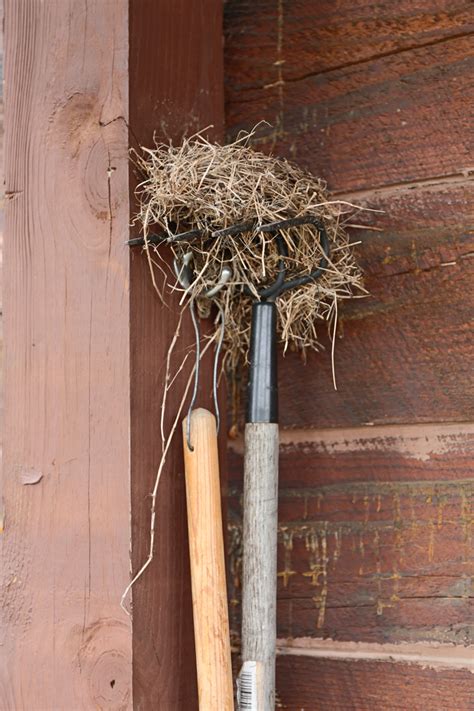 Robins are famous for nesting in all kinds of unlikely locations, including sheds, kettles, boots these multiple broods result in a long breeding season, and nestlings can be found until late july. Day Two of Robins Nest Build - CREATIVE CAIN CABIN