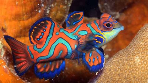 Facts About Fantastic Mandarin Fish Two Fish Divers