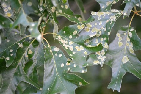 NCSU PDIC Sample of the Week Oak Leaf Blister
