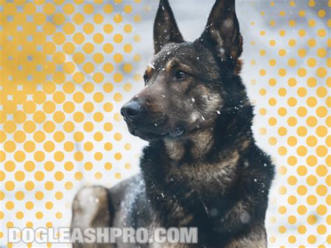 Sable German Shepherd Complete Guide Dog Leash Pro